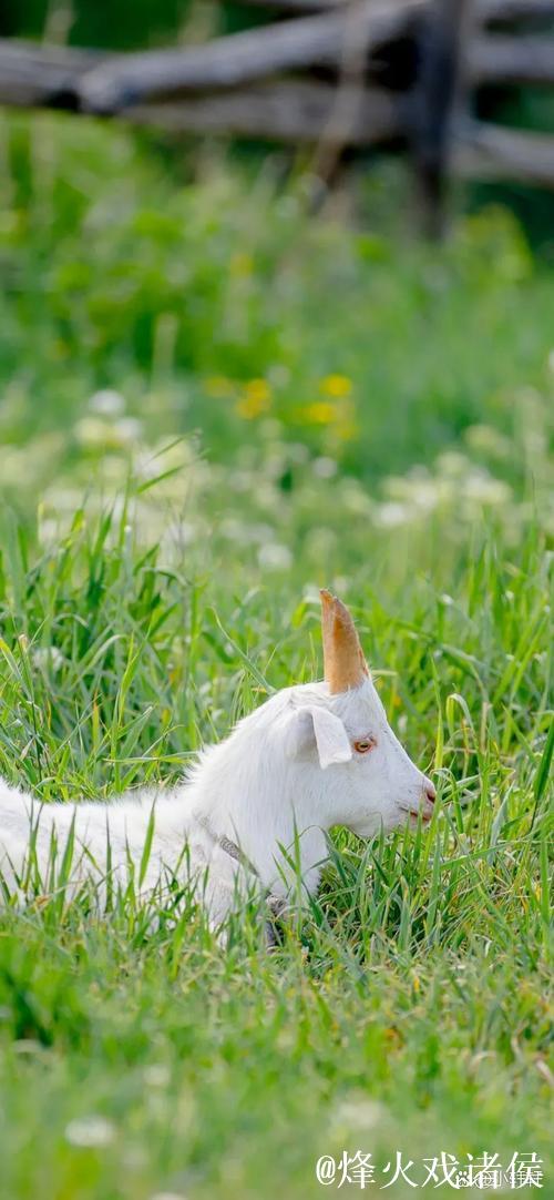 7亿领头羊遭遇平局,15轮不败被终结,仍以1分暂居榜首 7亿领头羊遭遇平局,15轮不败被终结,仍以1分暂居榜首